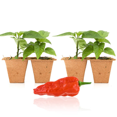 Komodo Dragon Pepper Plants - The Pepper Pantry (Formerly Marie Sharp's)